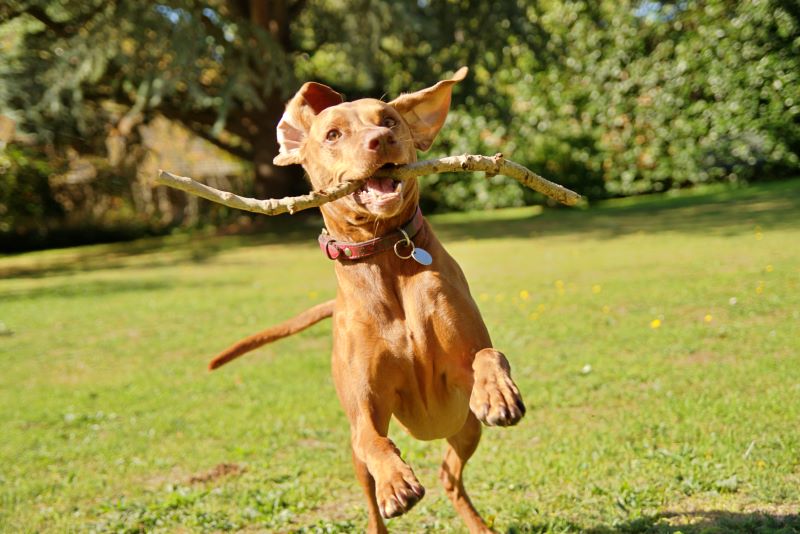 vizsla hungarian dog holding stick in mouth