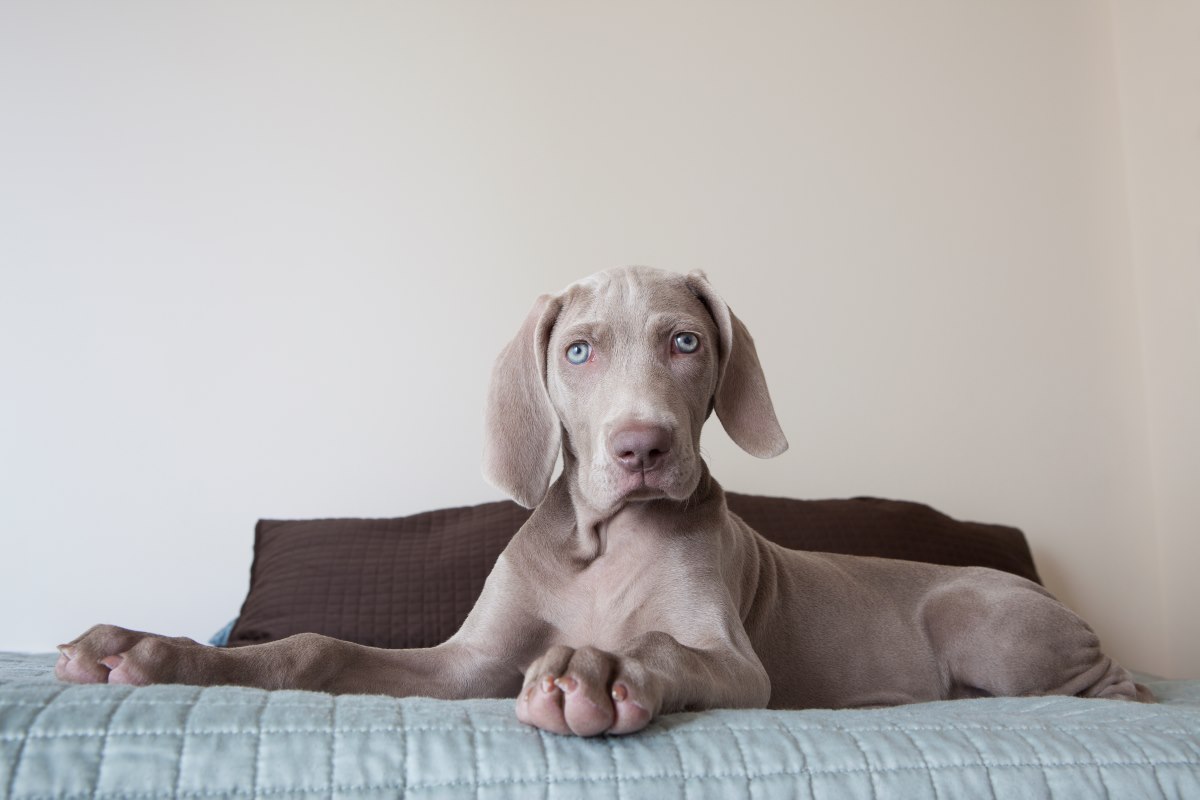 weimaraner dogs sitting in the bed