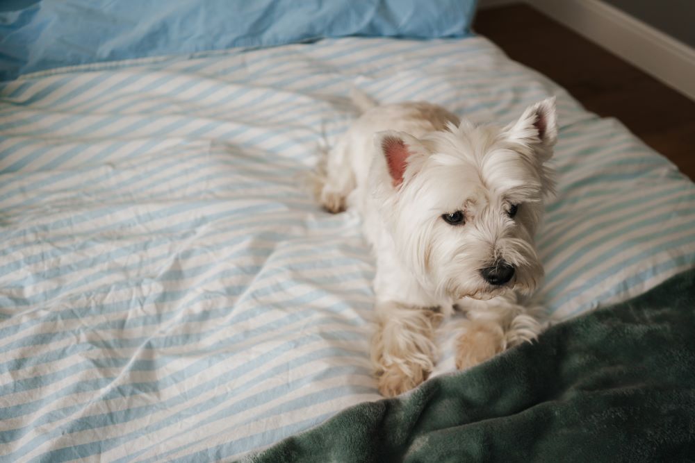white terrier dog lying on bed