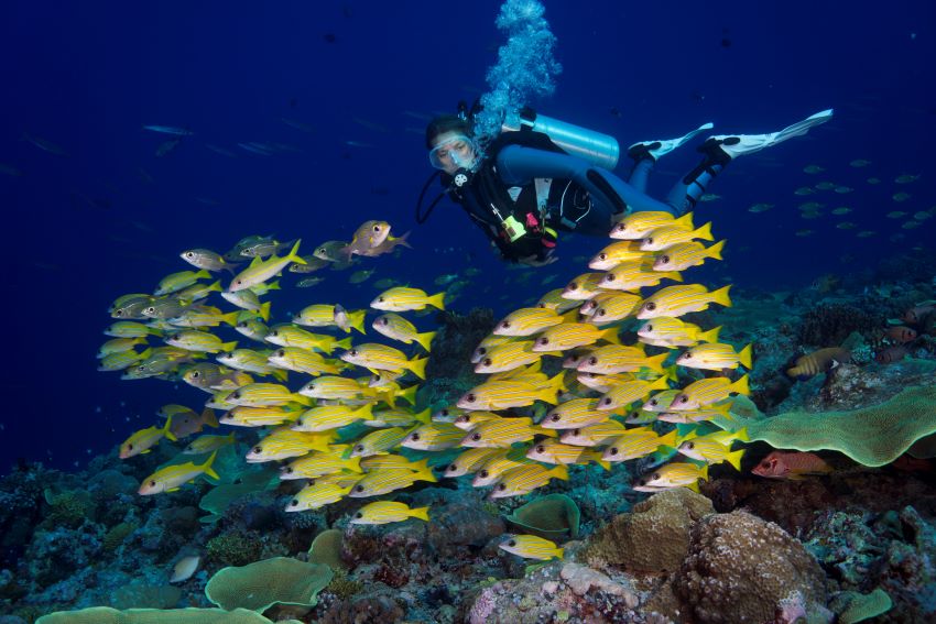 woman scuba diver with yellow fishes