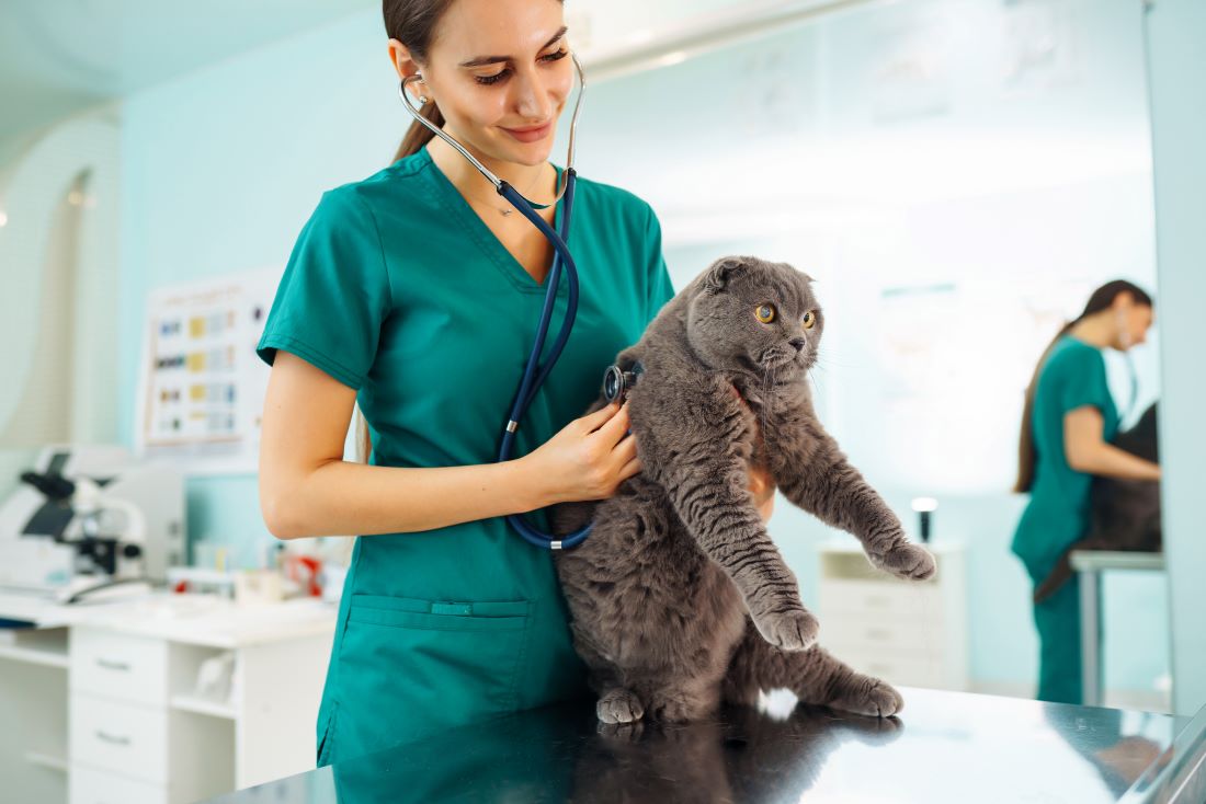 woman veterinarian examining cat on table