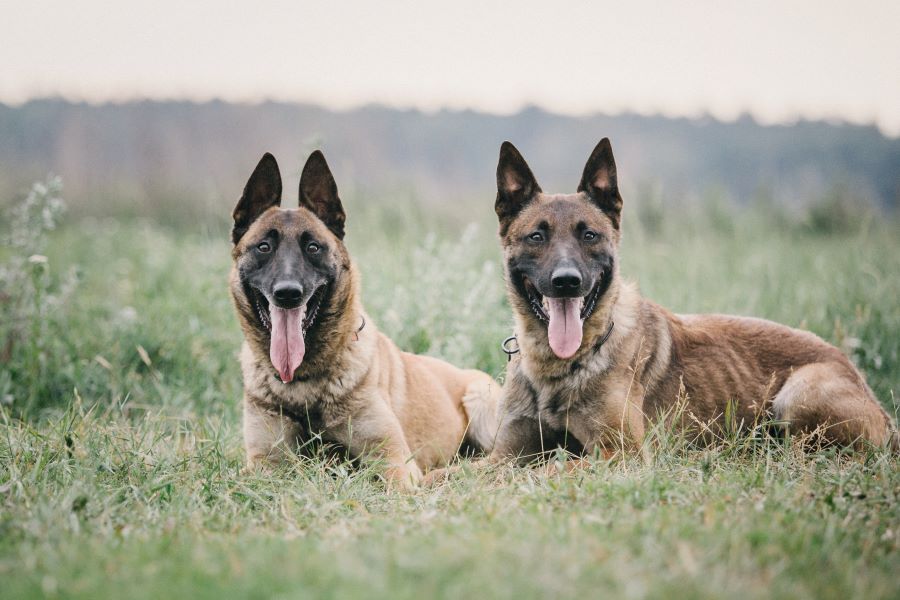 belgian shepherd dog
