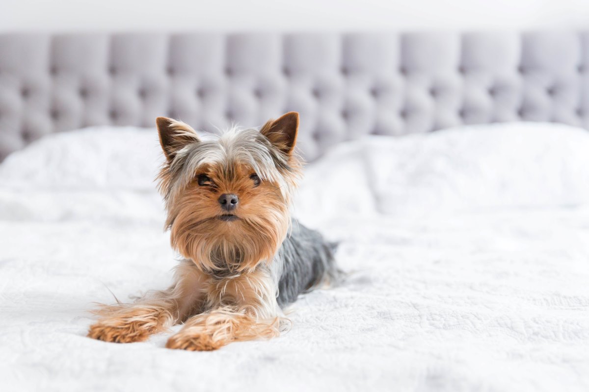 yorkshire terrier dog