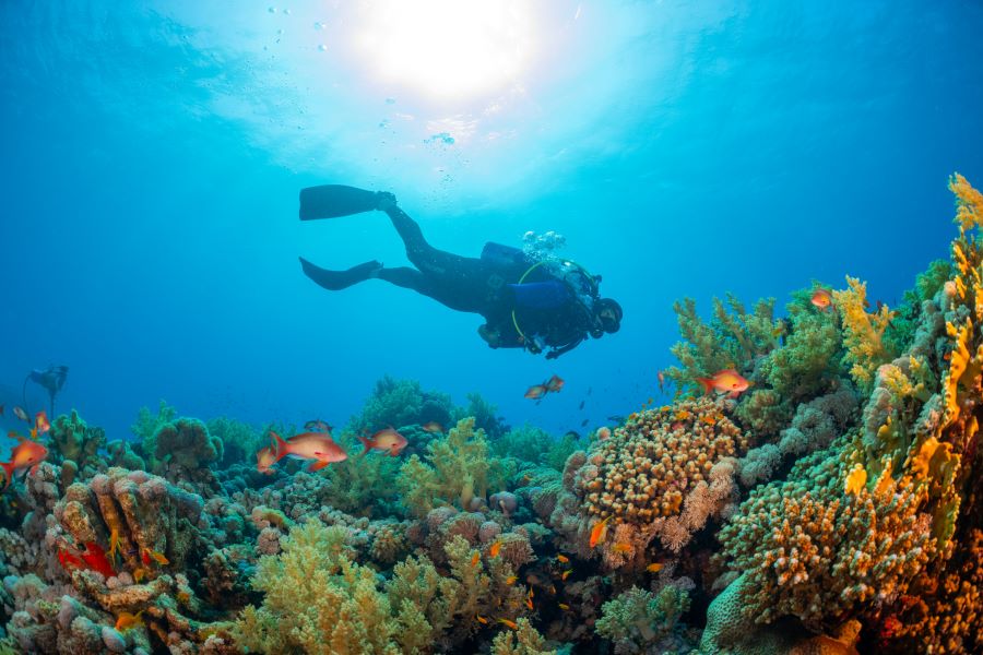 scuba diver looking at the coral reef