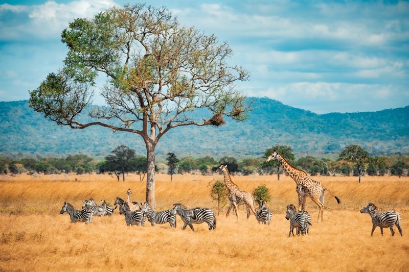 Zimbabwe